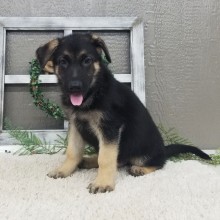 German Shepherd Dog Puppy Tex
