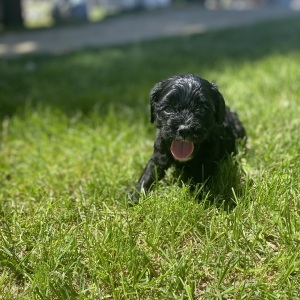 Cavapoo Puppy Shaine