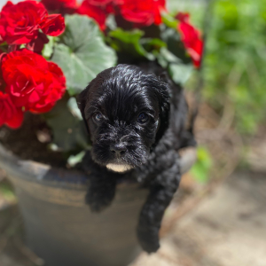 Cavapoo Puppy Shaine