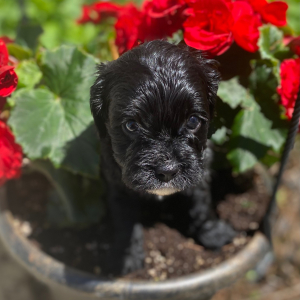 Cavapoo Puppy Shaine