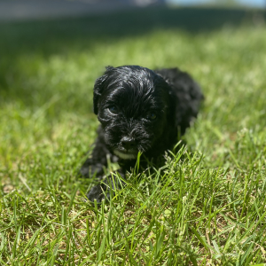 Cavapoo Puppy Shaine