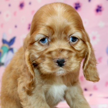 Cocker Spaniel Puppy Sierra