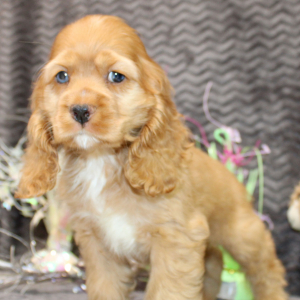 Cocker Spaniel Puppy Sierra