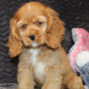 Cocker Spaniel Puppy Sierra