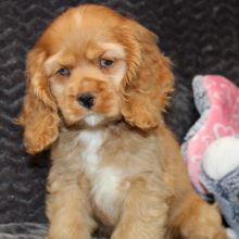 Cocker Spaniel Puppy Sierra