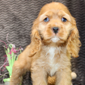 Cocker Spaniel Puppy Sierra