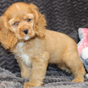 Cocker Spaniel Puppy Sierra
