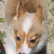 Pembroke Welsh Corgi Puppy Liberty