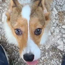 Pembroke Welsh Corgi Puppy Liberty