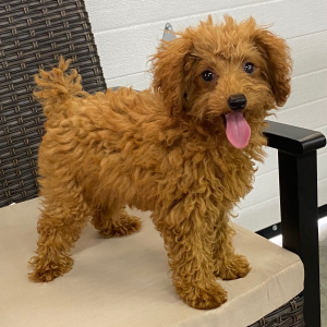 Poodle Puppy Lala