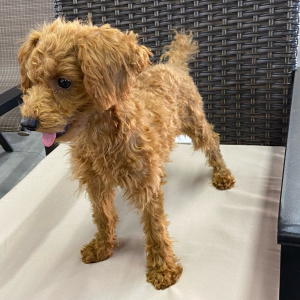 Poodle Puppy Lala