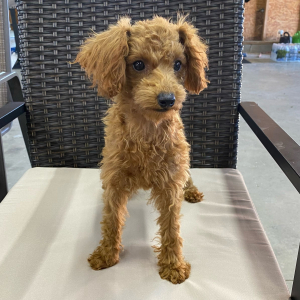 Poodle Puppy Lala