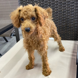 Poodle Puppy Lala