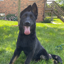 German Shepherd Dog Puppy Elvera