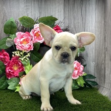 French Bulldog Puppy Philip