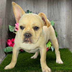 French Bulldog Puppy Philip
