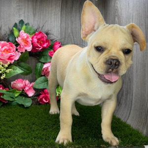 French Bulldog Puppy Philip