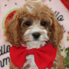 Cavapoo Puppy Champ