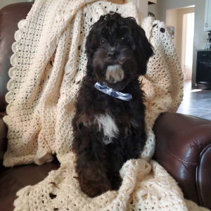 Cavapoo Puppy Rigby