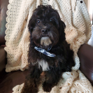 Cavapoo Puppy Rigby