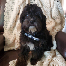 Cavapoo Puppy Rigby