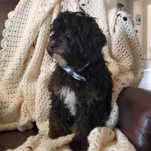 Cavapoo Puppy Rigby