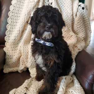Cavapoo Puppy Rigby