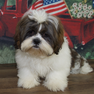 Shih Tzu Puppy Wyatt