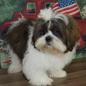 Shih Tzu Puppy Wyatt