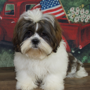 Shih Tzu Puppy Wyatt