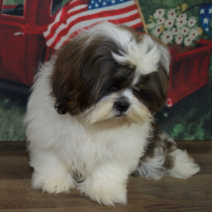 Shih Tzu Puppy Wyatt