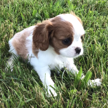 Cavalier King Charles Spaniel Puppy Hilton