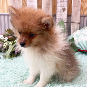 Pomeranian Puppy Zayden