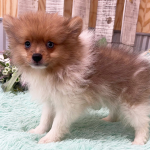 Pomeranian Puppy Zayden