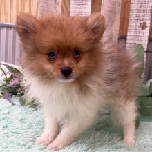 Pomeranian Puppy Zayden