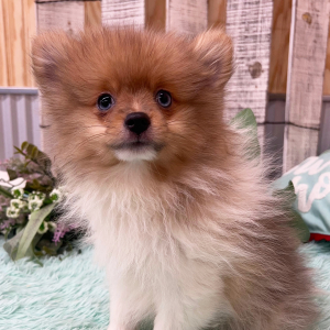 Pomeranian Puppy Zayden