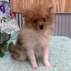 Pomeranian Puppy Zayden