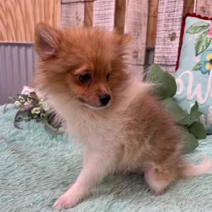 Pomeranian Puppy Zayden