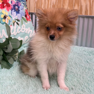 Pomeranian Puppy Zayden
