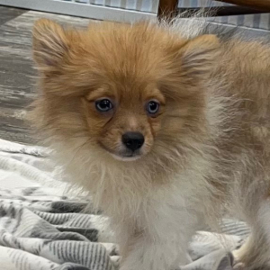 Pomeranian Puppy Zayden