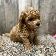 Cockapoo Puppy Jenna