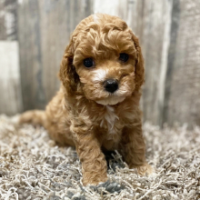 Cockapoo Puppy Jenna