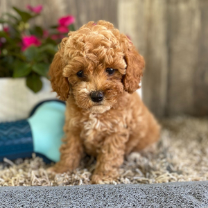 Cockapoo Puppy Jenna