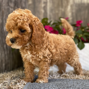 Cockapoo Puppy Jenna