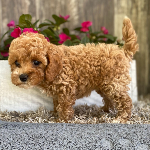 Cockapoo Puppy Jenna