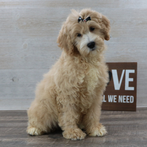 Petite Groodle Puppy Phoebe