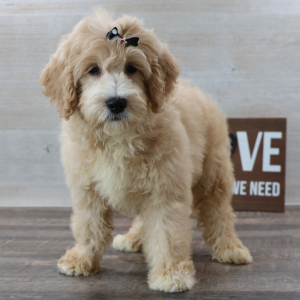 Petite Groodle Puppy Phoebe