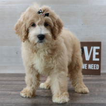Petite Groodle Puppy Phoebe