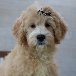 Petite Groodle Puppy Phoebe