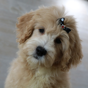 Petite Groodle Puppy Phoebe